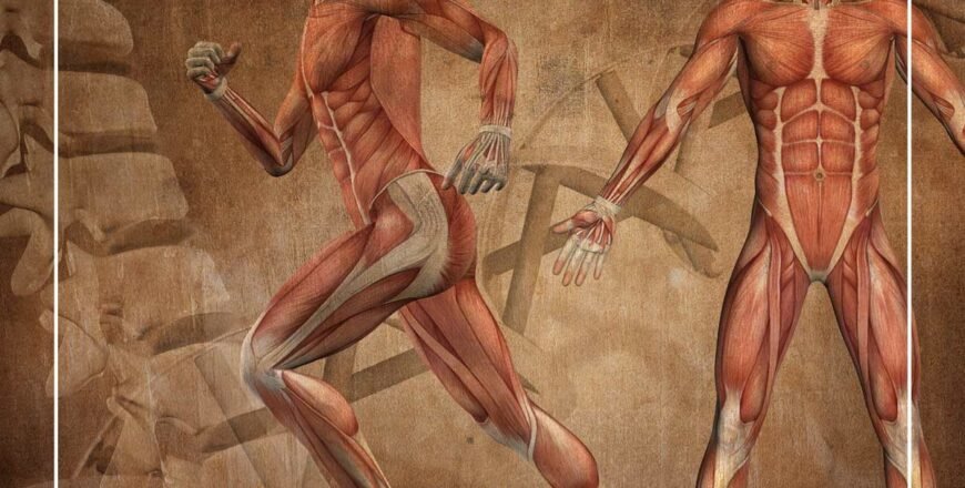 anatomy.jpg